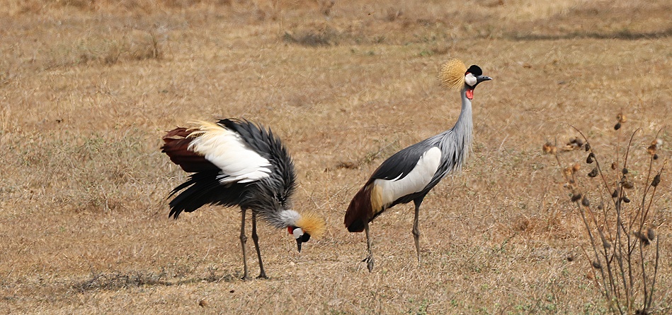 Kronenkraniche auf der Sandai Farm