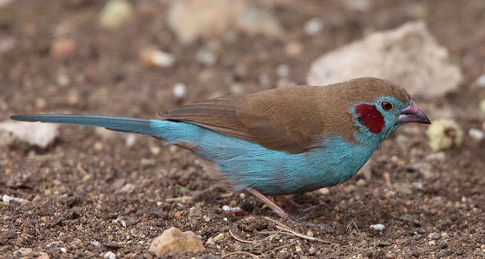 Schmetterlinksfinken