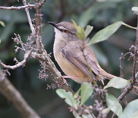 Twany flanked prinia