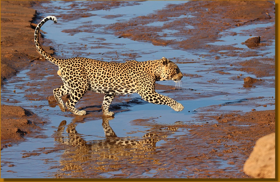 großes Leoparden Männchen am Ewaso Ngiro River