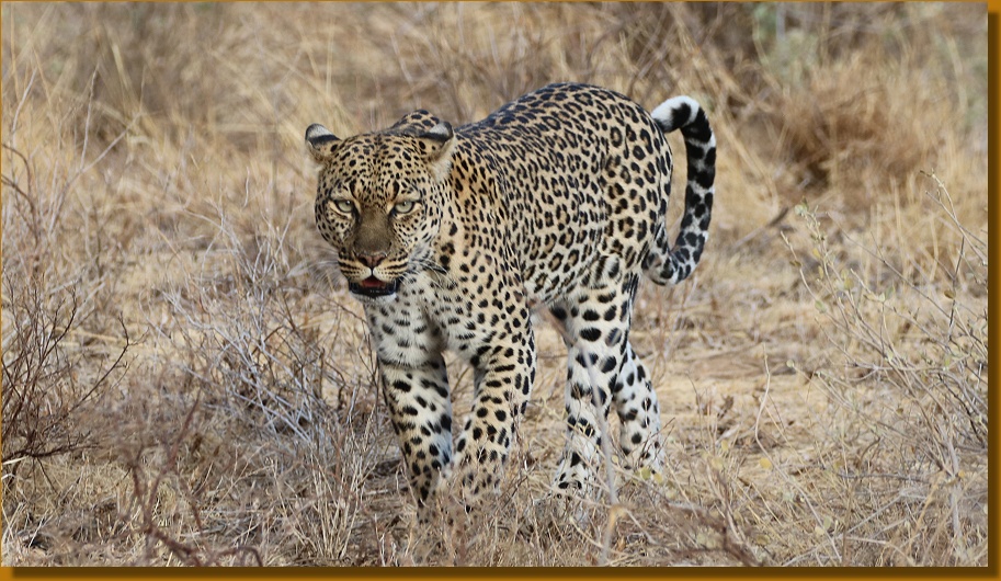 Leopardin, Mutter von 2 Jungen, Buffalo Springs Natonalreservat