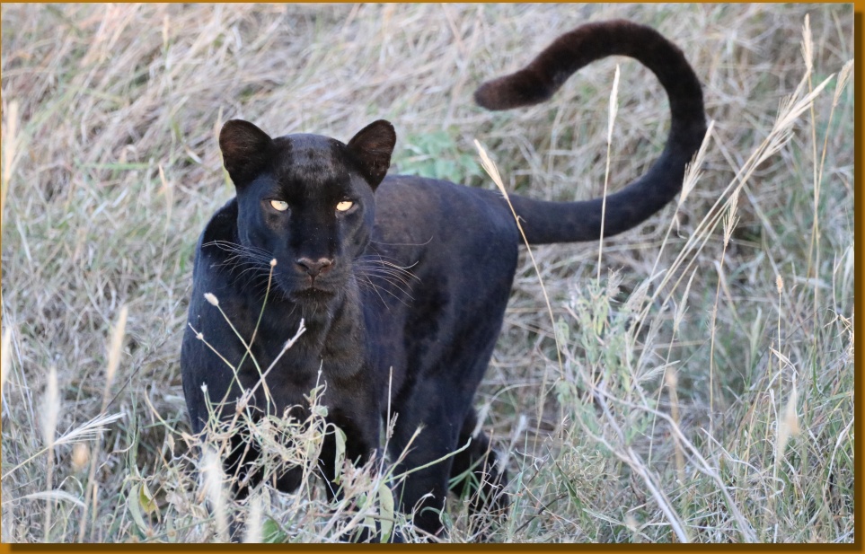 Giza the black leopard from Laikipia