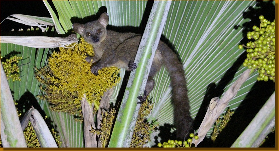 Bushbaby frisst in einer Palme, Mbuyu Bungalows