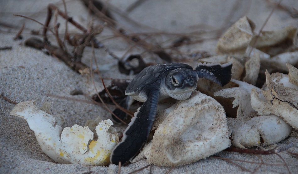frisch geschlüpfte Grüne Meeresschildkröten werden in den INdischen Ozean entlassen, Jumba Ruins Beach