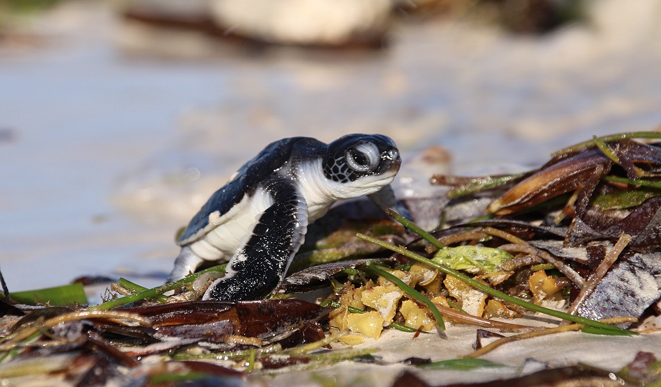 frisch geschlüpfte Grüne Meeresschildkröten werden in den INdischen Ozean entlassen, Jumba Ruins Beach