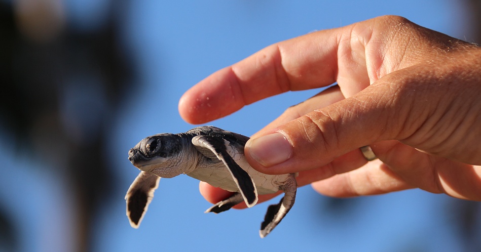 frisch geschlüpfte Grüne Meeresschildkröten werden in den Indischen Ozean entlassen, Jumba Ruins Beach