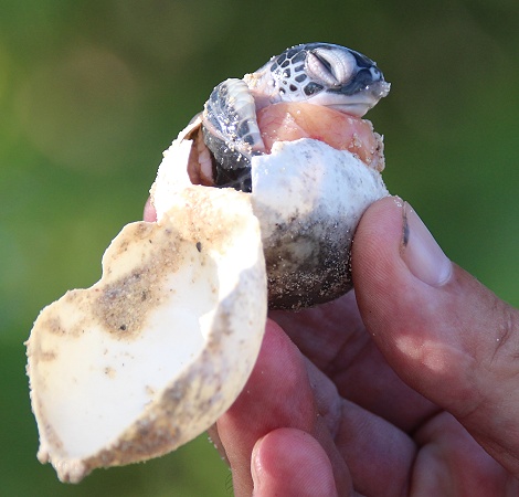 frisch geschl&uuml;pfte Gr&uuml;ne Meeresschildkr&ouml;ten werden in den INdischen Ozean entlassen, Jumba Ruins Beach