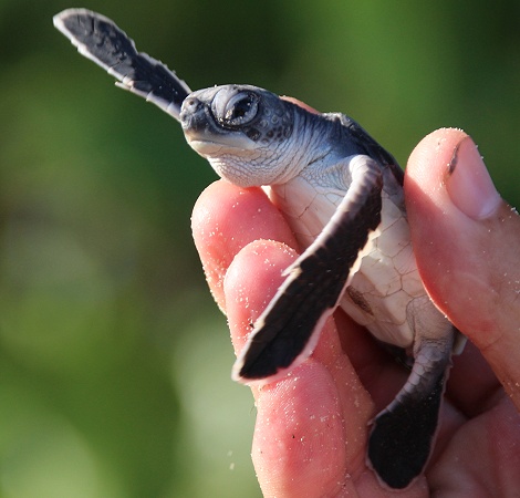 frisch geschl&uuml;pfte Gr&uuml;ne Meeresschildkr&ouml;ten werden in den INdischen Ozean entlassen, Jumba Ruins Beach