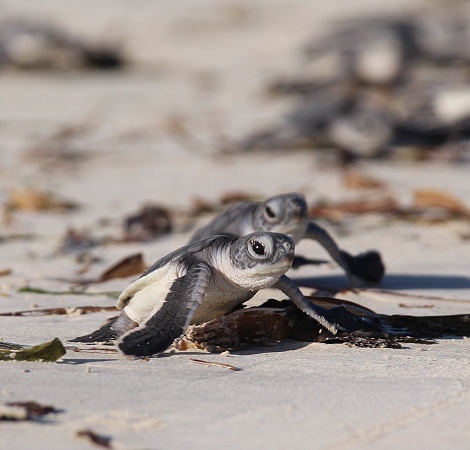 frisch geschl&uuml;pfte Gr&uuml;ne Meeresschildkr&ouml;ten werden in den INdischen Ozean entlassen, Jumba Ruins Beach