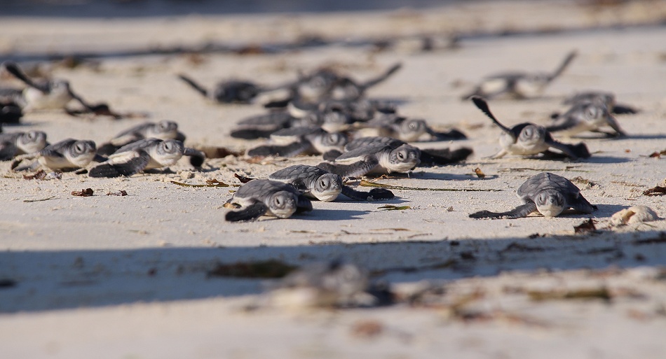 frisch geschlüpfte Grüne Meeresschildkröten werden in den INdischen Ozean entlassen, Jumba Ruins Beach