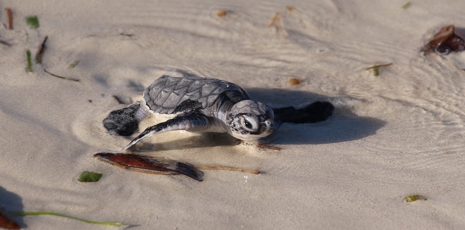 frisch geschlüpfte Grüne Meeresschildkröten werden in den INdischen Ozean entlassen, Jumba Ruins Beach