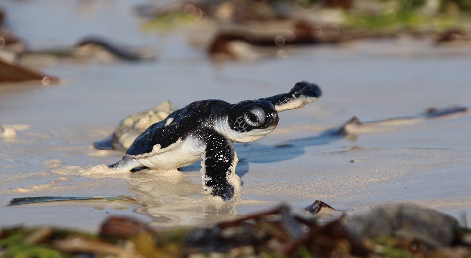 frisch geschlüpfte Grüne Meeresschildkröten werden in den INdischen Ozean entlassen, Jumba Ruins Beach