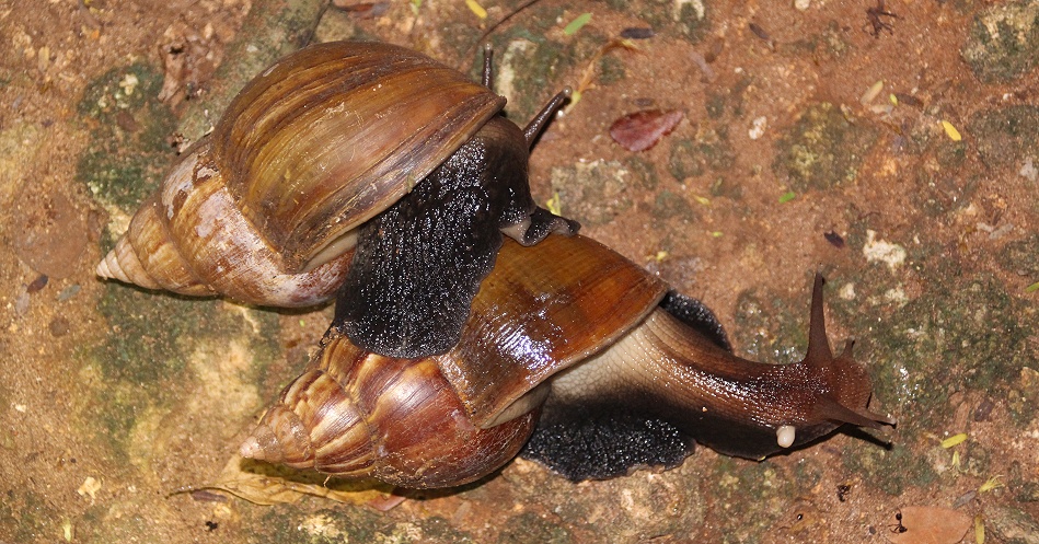 Achatschnecken