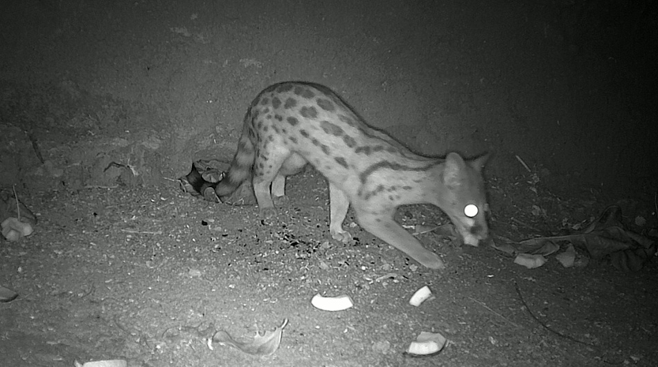Ginsterkatze im Garten des Boko Boko