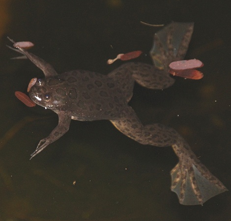 Krallenfrosch