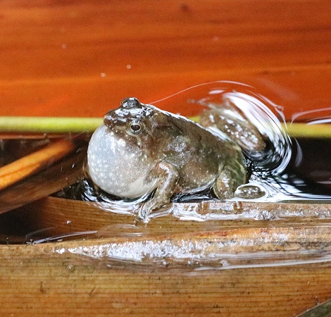 Zwergfrosch