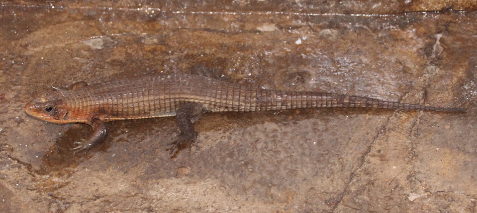Sudan Schildechse