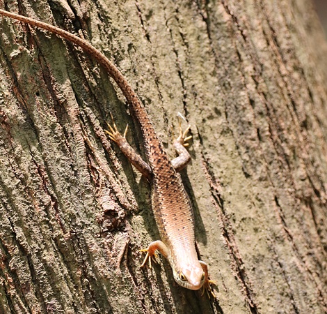 Trachylepis maculilabris