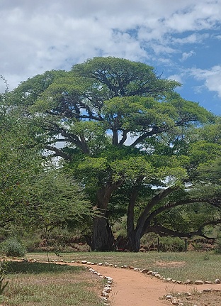 Ol Gaboli Camp - Laikipia