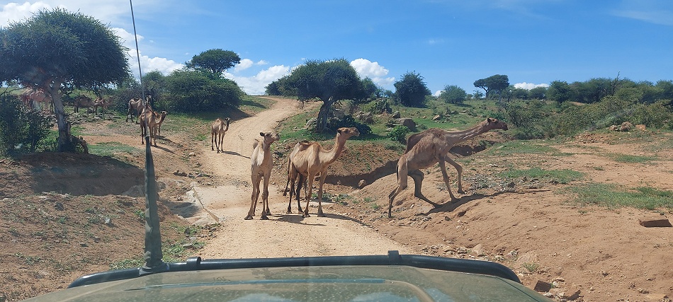 Dromedare der Laikipia Masai