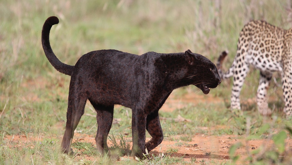 Black Leopard,Giza Mrembo; Laikipia