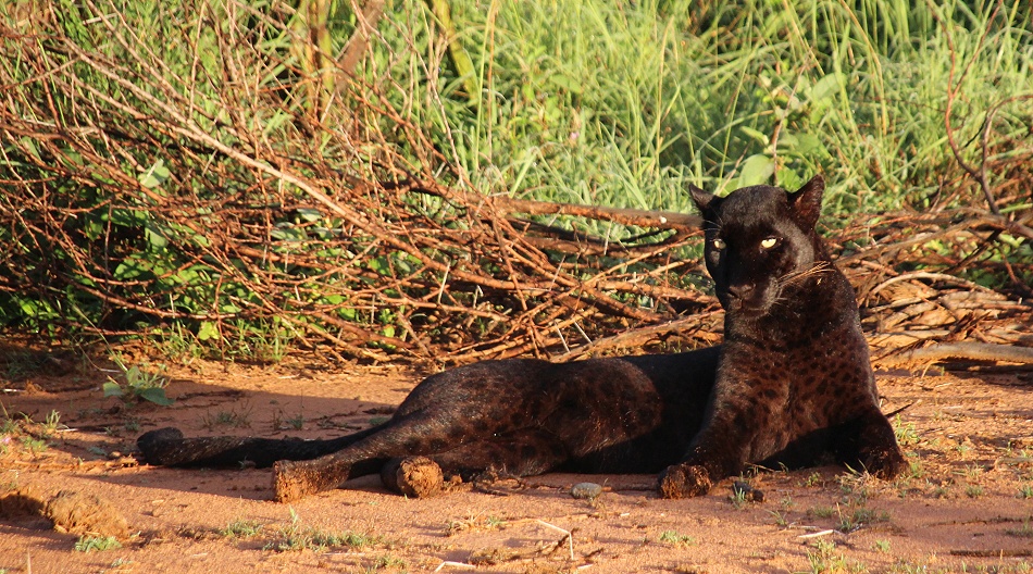 Black Leopard, Giza Mrembo; Laikipia
