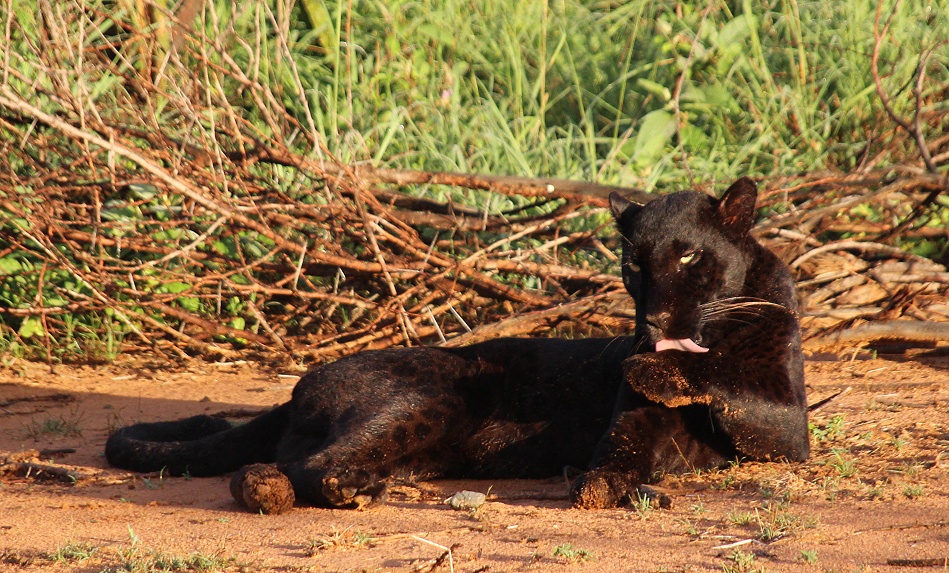 Black Leopard, Giza Mrembo; Laikipia