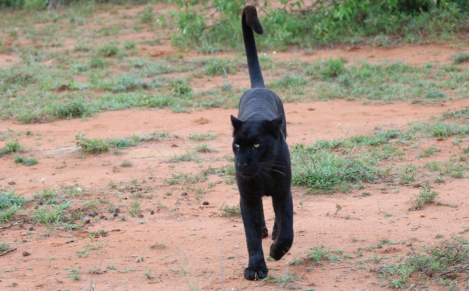 Black Leopard, Giza Mrembo auf der Pirsch; Laikipia