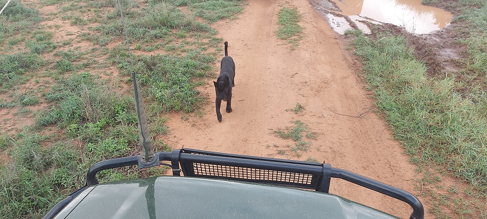 Black Leopard, Giza Mrembo auf der Pirsch; Laikipia