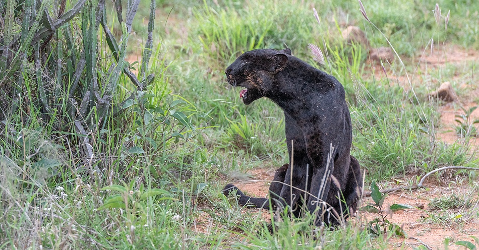 Black Leopard, Giza Mrembo 