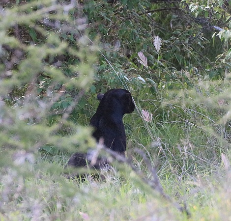 Giza, die schwarze Leopardin bewacht ihre Beute