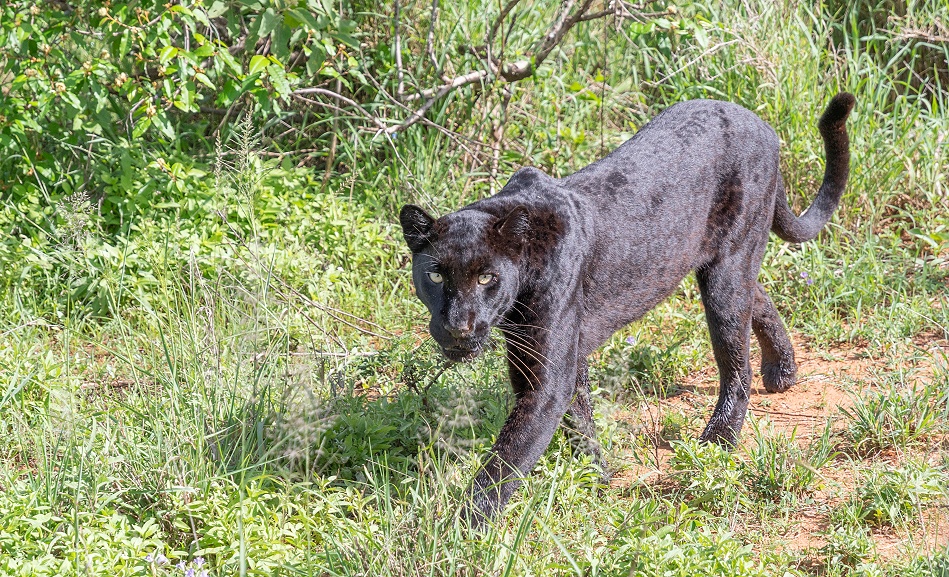 schwarze Leopardin Giza auf der Jagd nach Dikdiks