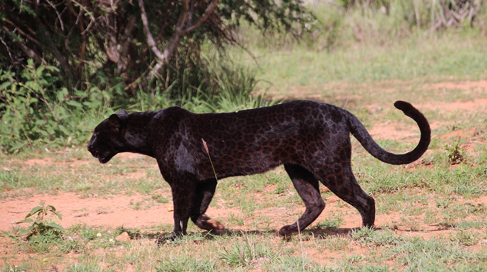 schwarze Leopardin Giza auf der Jagd nach Dikdiks