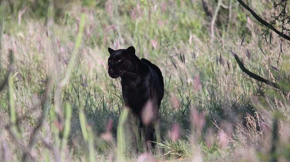die vorerst letzten Momente mit Giza der schwarzen Leopardin