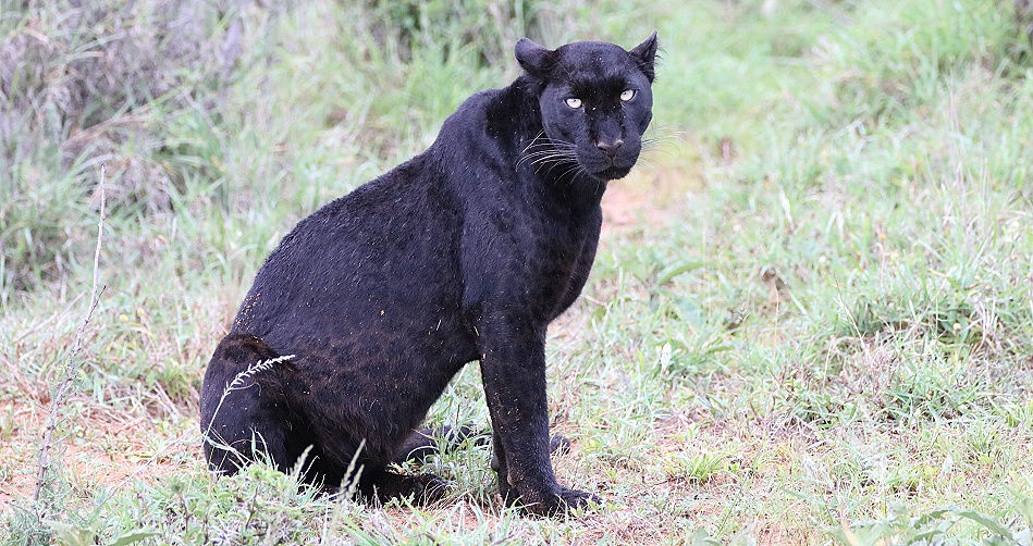 Black Leopard, Giza Mrembo; Laikipia