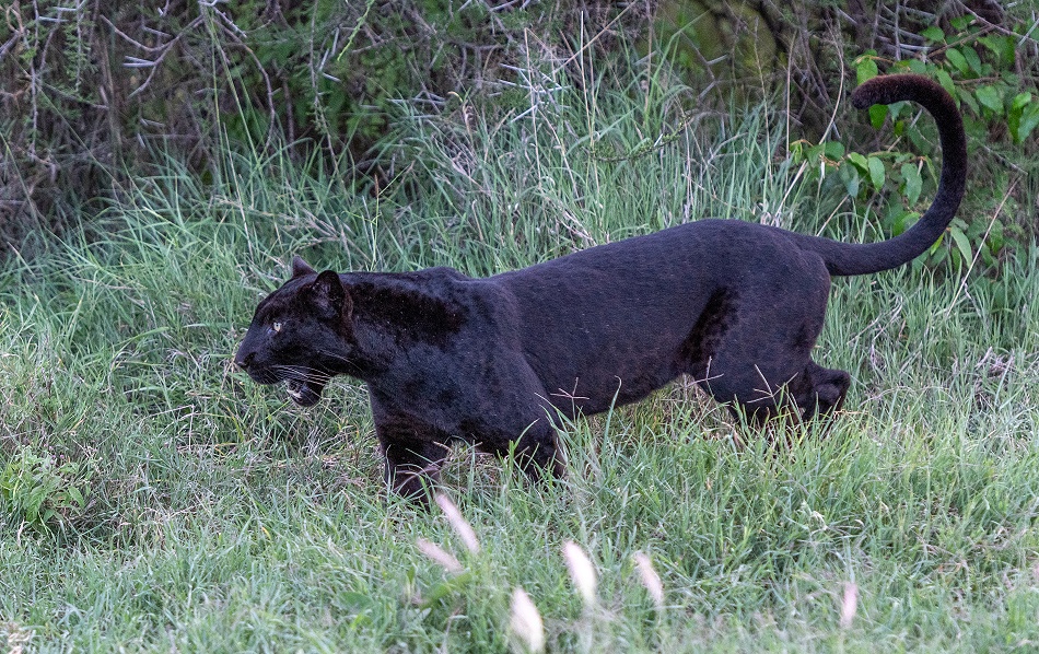 Black Leopard, Giza Mrembo; Laikipia