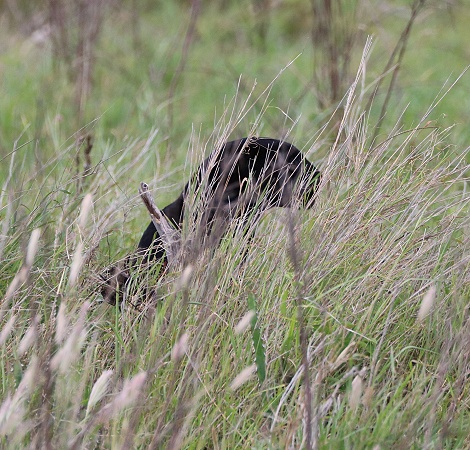 Black Leopard, Giza Mrembo auf der Jagd; Laikipia