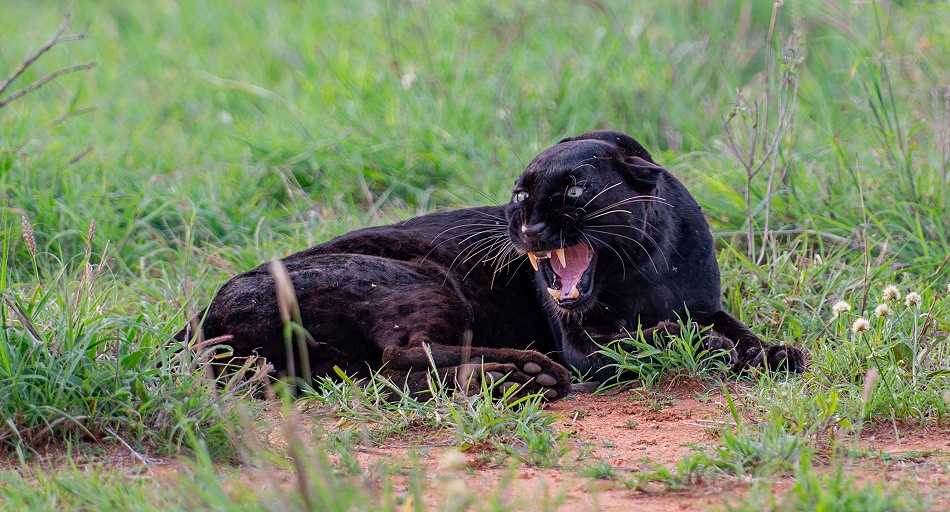 Black Leopard Giza und T&uuml;pfelhy&auml;ne