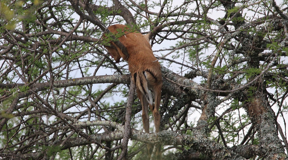 Black Leopard Giza kopflose Beute im Baum