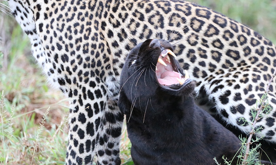 Black Leopard, Giza und ihr Sohn Nyota; Laikipia