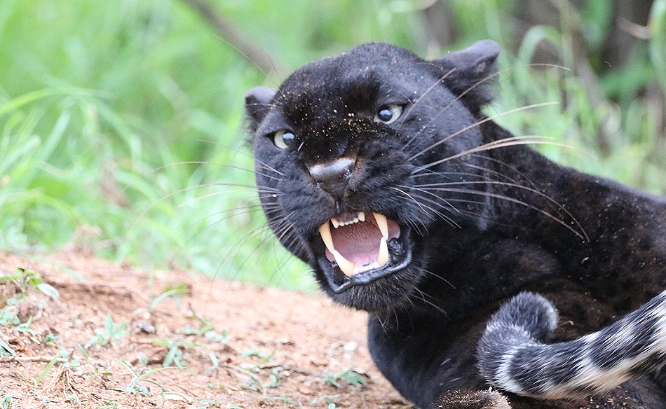 Black Leopard, Giza und ihr Sohn Nyota; Laikipia