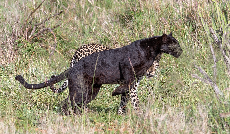 Black Leopard Giza und Sohn Nyota