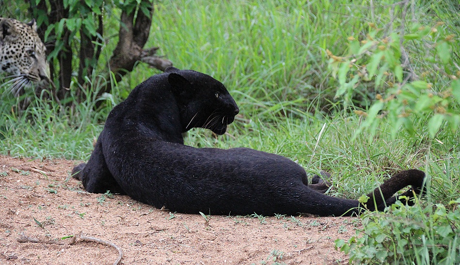 Black Leopard, Giza und ihr Sohn Nyota; Laikipia