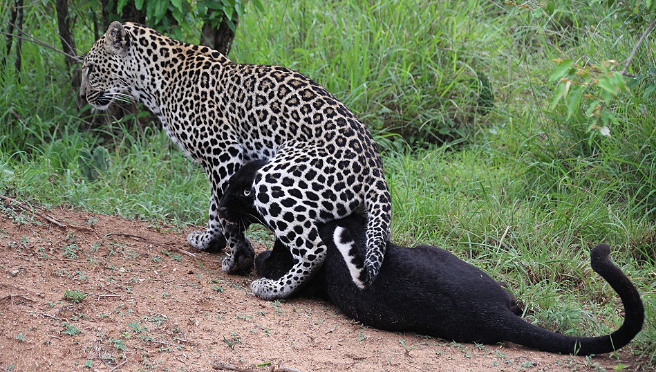 Black Leopard, Giza und ihr Sohn Nyota; Laikipia