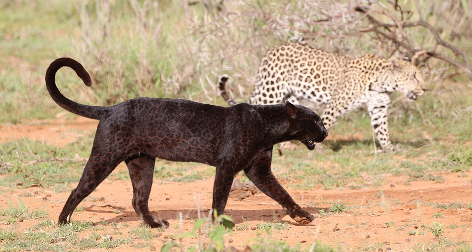 Black Leopard Giza und Sohn Nyota