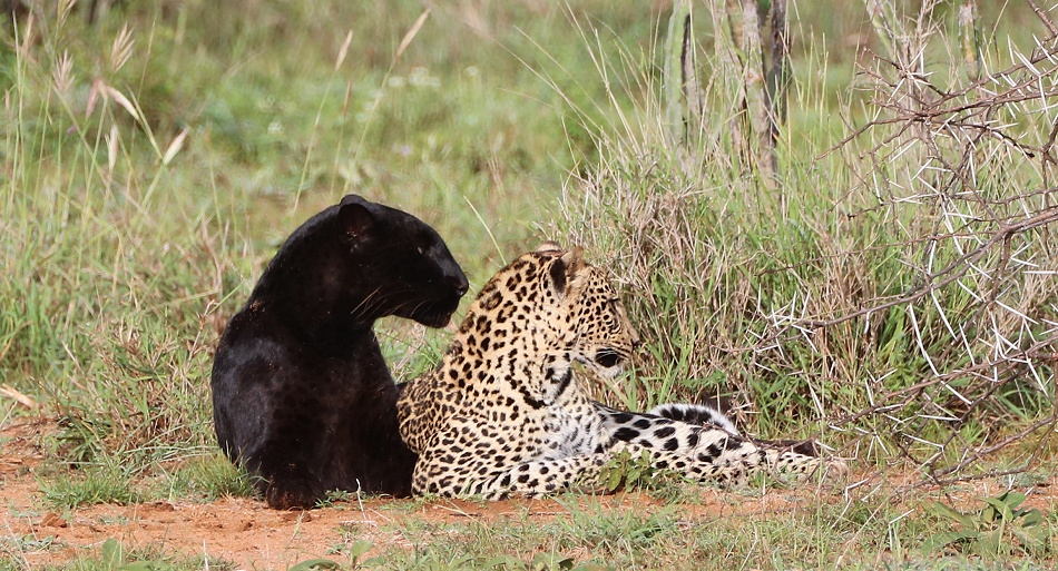 Black Leopard Giza und Tochter Zawadi