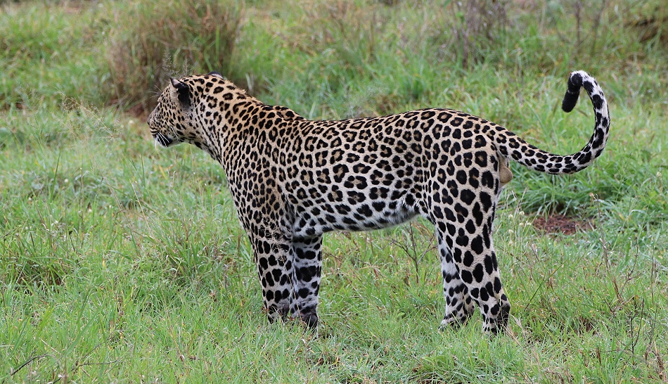 Leopard, Kofu - Mpala