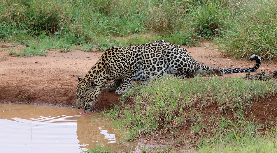 Leopard, Kofu - Mpala