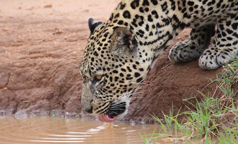 Leopard, Kofu - Mpala