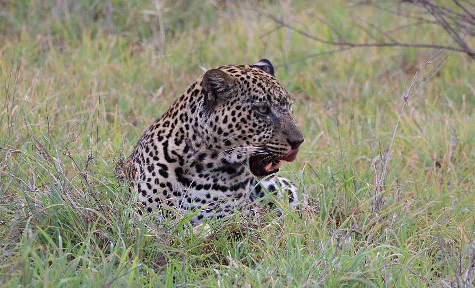 Leopard, Kofu frisst Hasen - Mpala